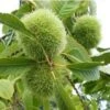 Szego Grafted Chestnut -Raintree Nursery szego
