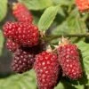 Tayberry -Raintree Nursery tayberry 1