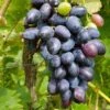 Venus Seedless Grape 2 Venus Seedless Grape -Raintree Nursery venus grape 1