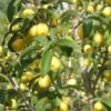 Yellow Fruited Cornus Mas 1 Yellow Fruited Cornus Mas -Raintree Nursery yellow fruited cornus mas lots of fruit 1