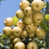Yoinashi Asian Pear -Raintree Nursery yoinashi pear